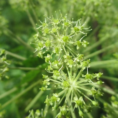 Angelica atropurpurea — flower