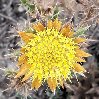 Carlina corymbosa — flower