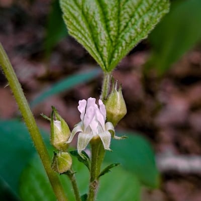 Rubus saxatilis — flower