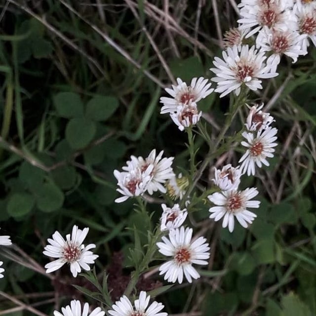 Tripolium pannonicum — flower