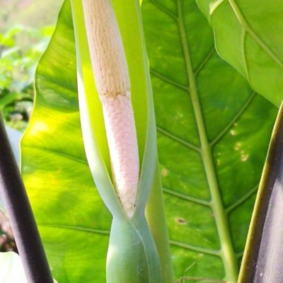 Colocasia esculenta — flower