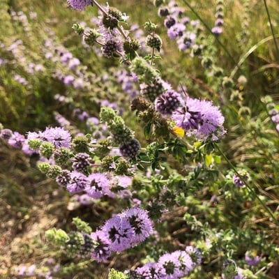 Mentha pulegium — flower