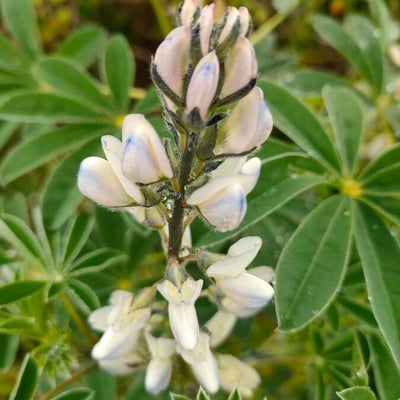 Lupinus albus — flower