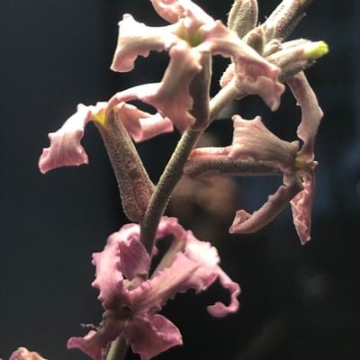 Matthiola fruticulosa — flower
