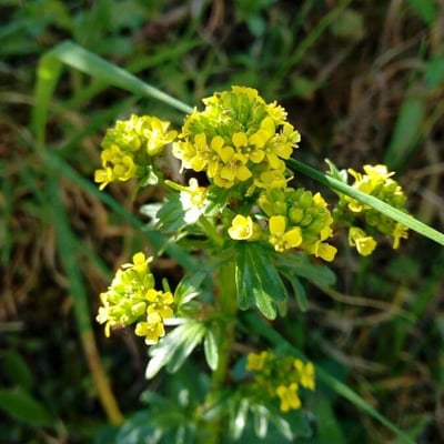 Barbarea verna — flower