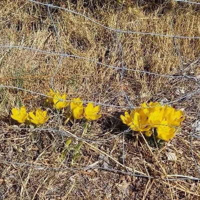 Sternbergia lutea — flower