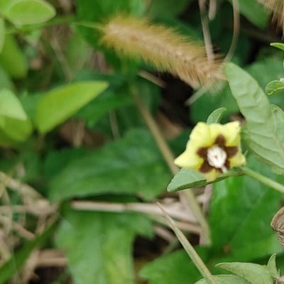 Physalis angulata — flower
