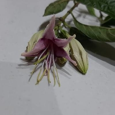 Coutarea hexandra — flower