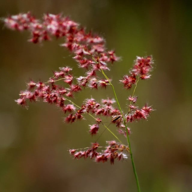 Melinis repens — flower