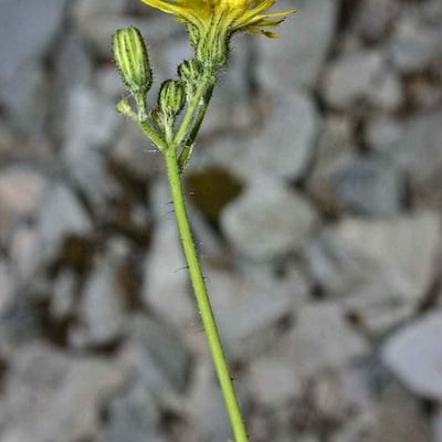Pilosella piloselloides — flower