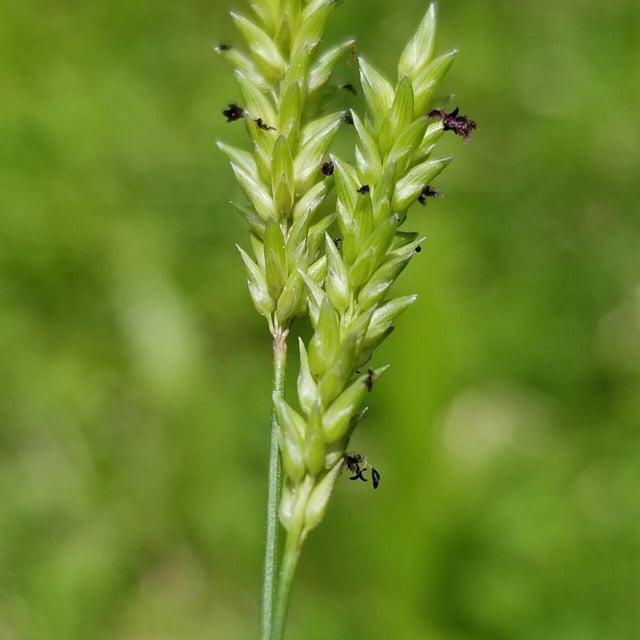 Sacciolepis indica — flower