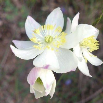 Thalictrum tuberosum — flower