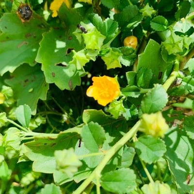 Sida fallax — flower
