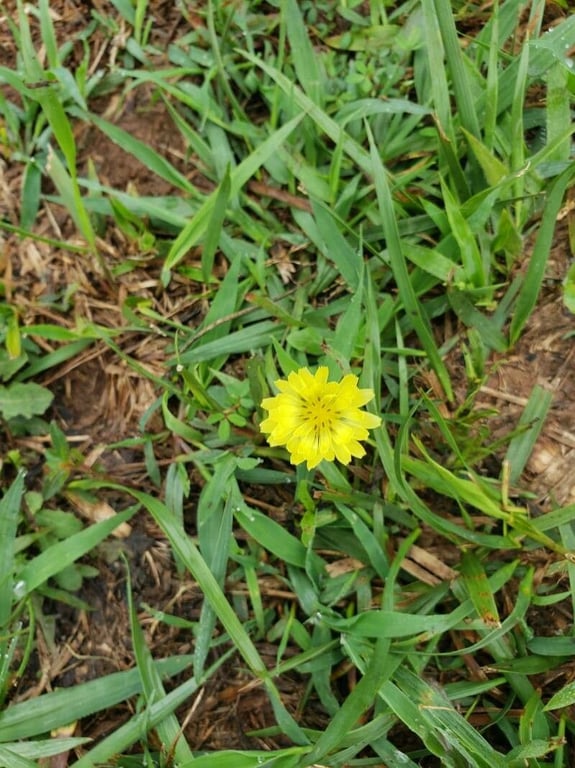 Carolina desert-chicory