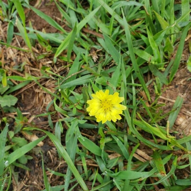 Pyrrhopappus carolinianus — flower