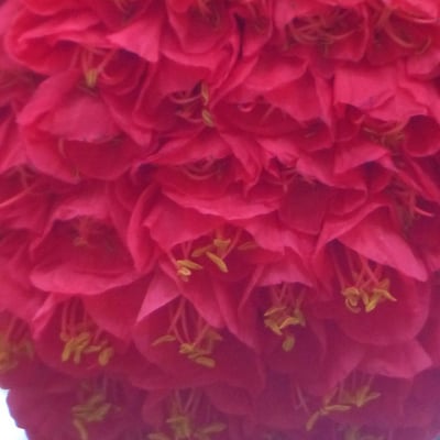 Brownea grandiceps — flower