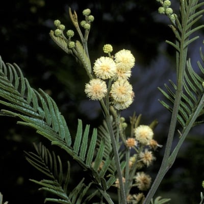 Acacia decurrens — flower