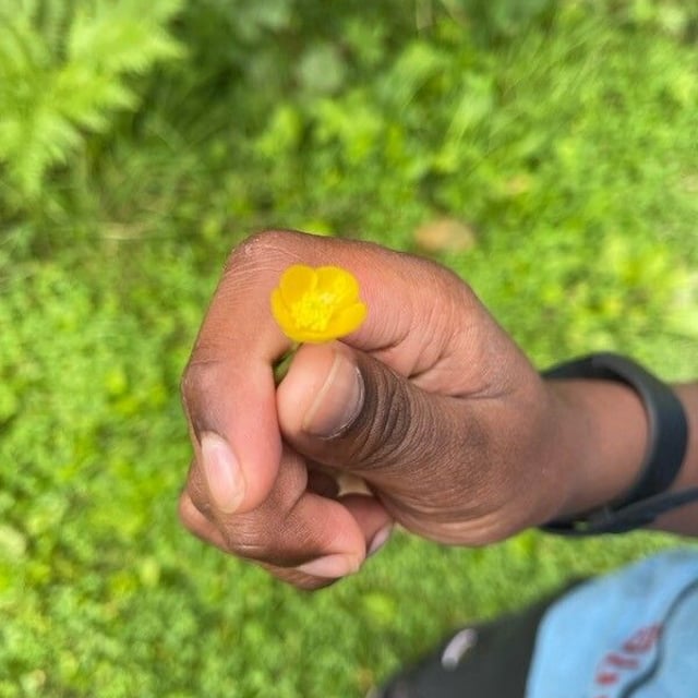 Ranunculus polyanthemos — flower