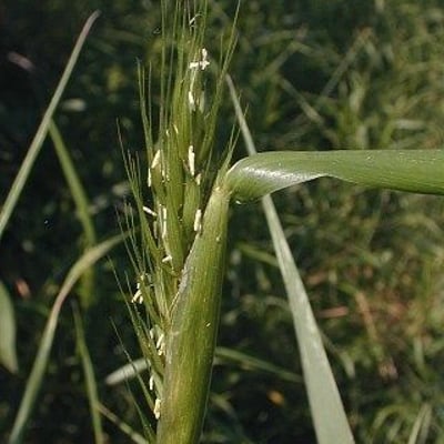 Elymus virginicus — flower