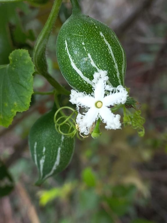 Chinese-cucumber