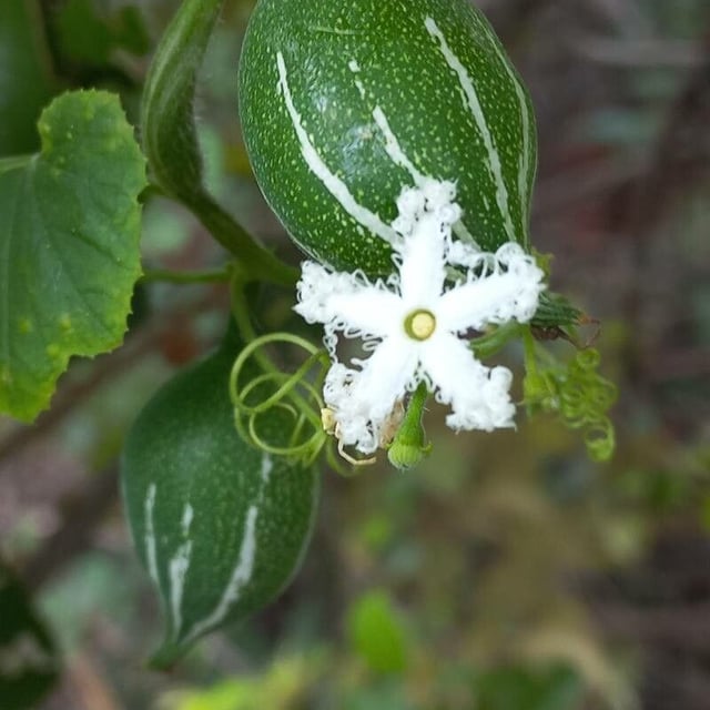 Chinese-cucumber