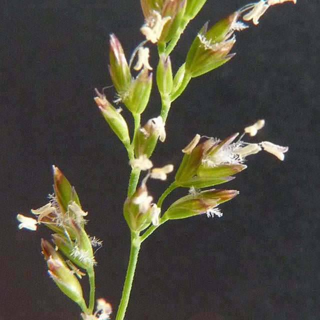 Poa compressa — flower