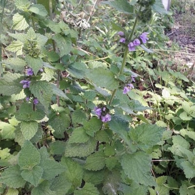 Ballota nigra — flower