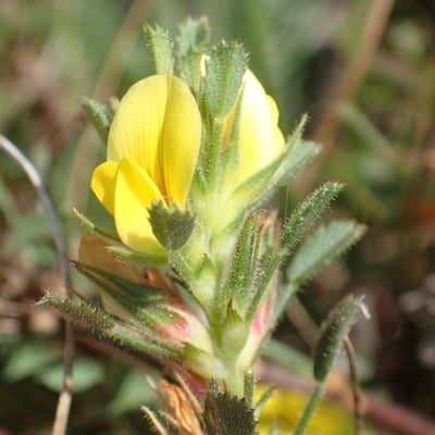 Ononis pusilla — flower