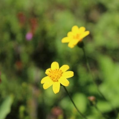 Ranunculus californicus — flower