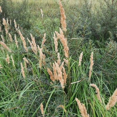 Calamagrostis epigejos — flower