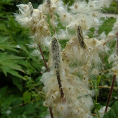 Anemone multifida — flower