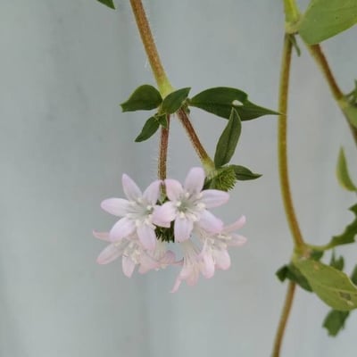 Richardia brasiliensis — flower