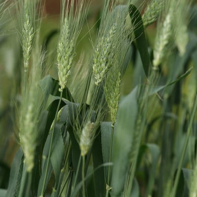 Triticum turgidum subsp. durum — flower