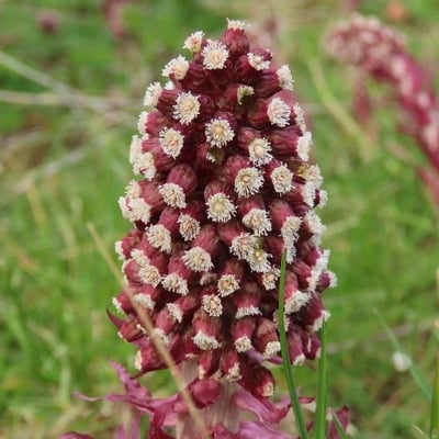Petasites hybridus — flower