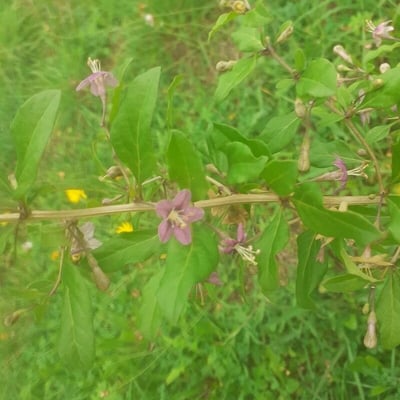Lycium chinense — flower