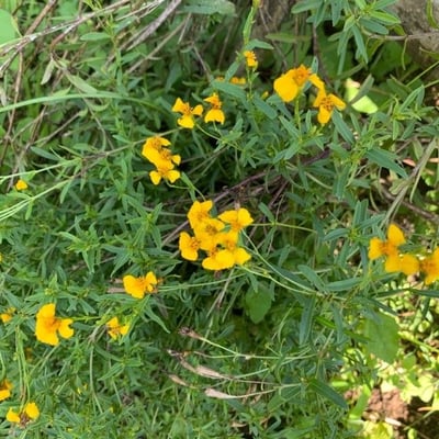 Tagetes lucida — flower