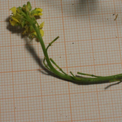 Hirschfeldia incana — flower