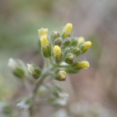Alyssum alyssoides — flower
