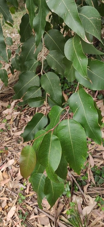 Spotted gum