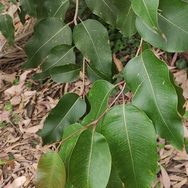 Corymbia maculata — leaf