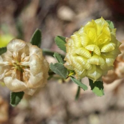 Trifolium campestre — flower