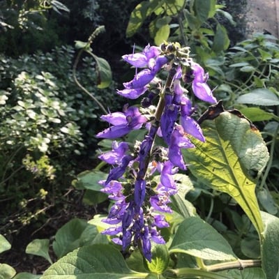 Coleus barbatus — flower