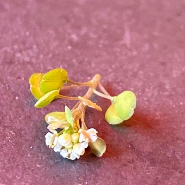 Lepidium perfoliatum — flower