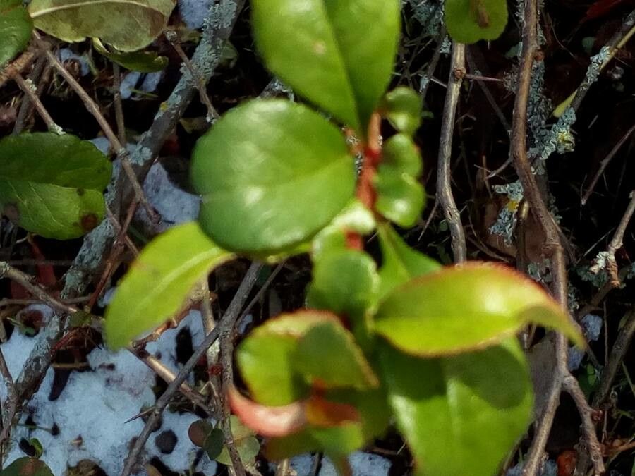 Japanese rowan