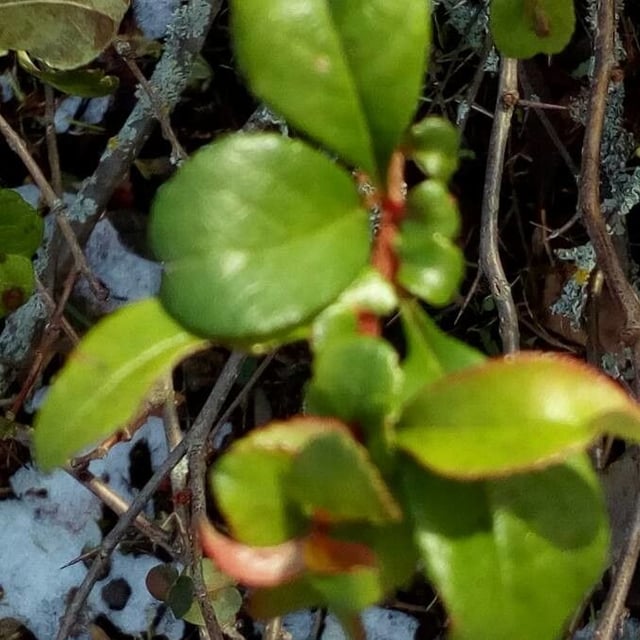 Japanese rowan