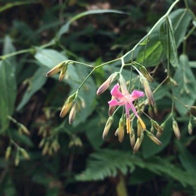 Prenanthes purpurea — flower