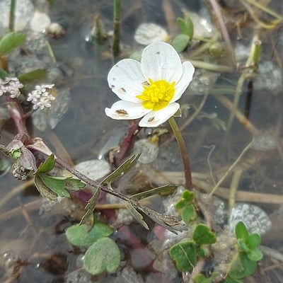 Ranunculus peltatus — flower