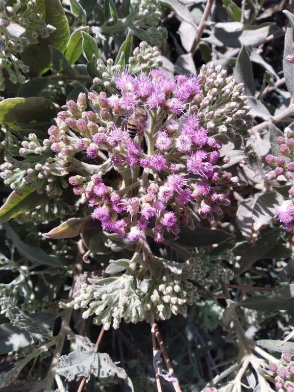 Saltmarsh fleabane
