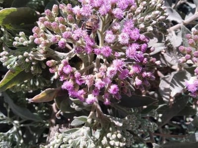 Saltmarsh fleabane
