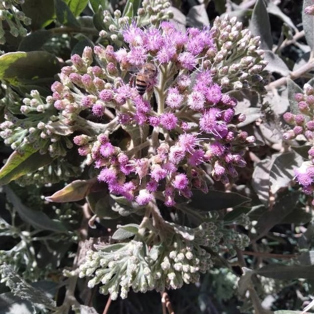 Pluchea odorata — flower